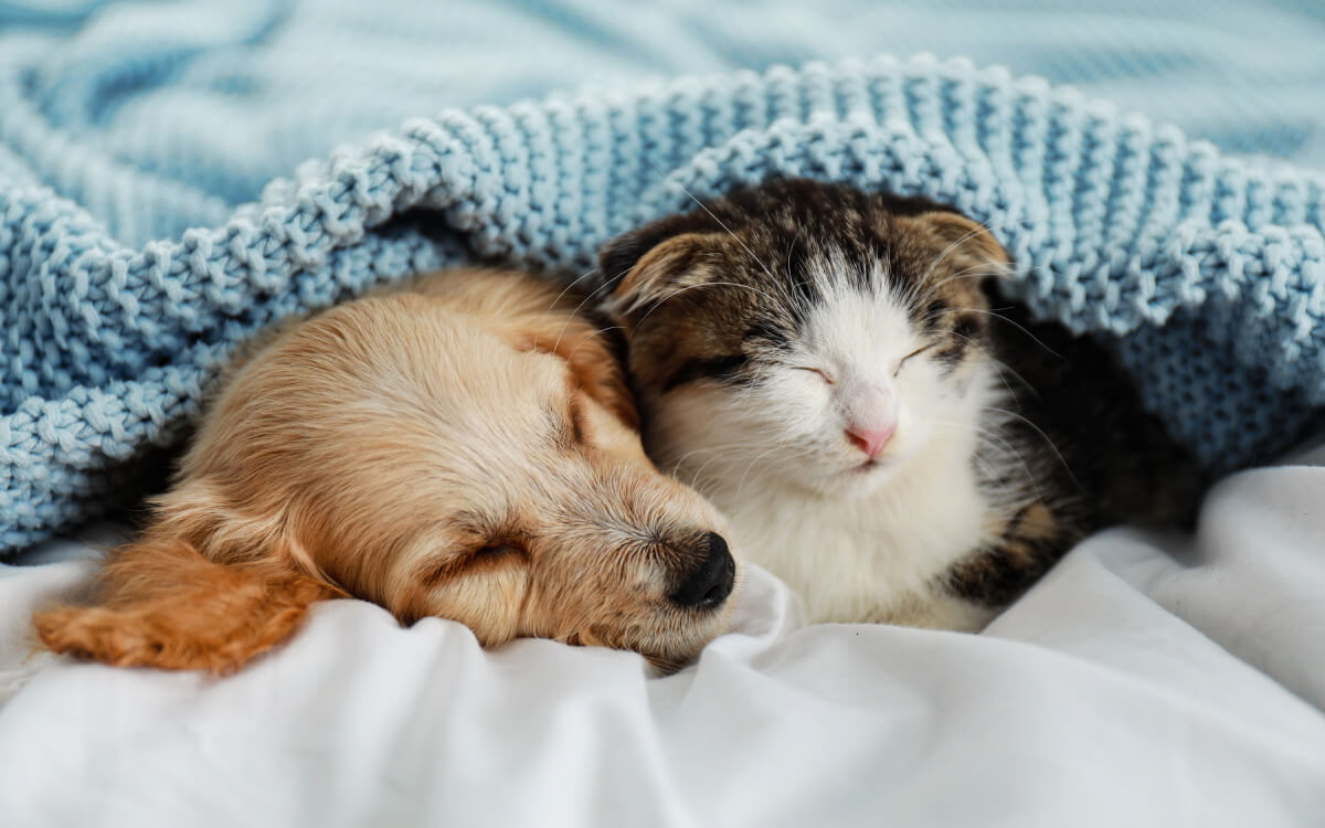 kedi-kopek kedi-kopek