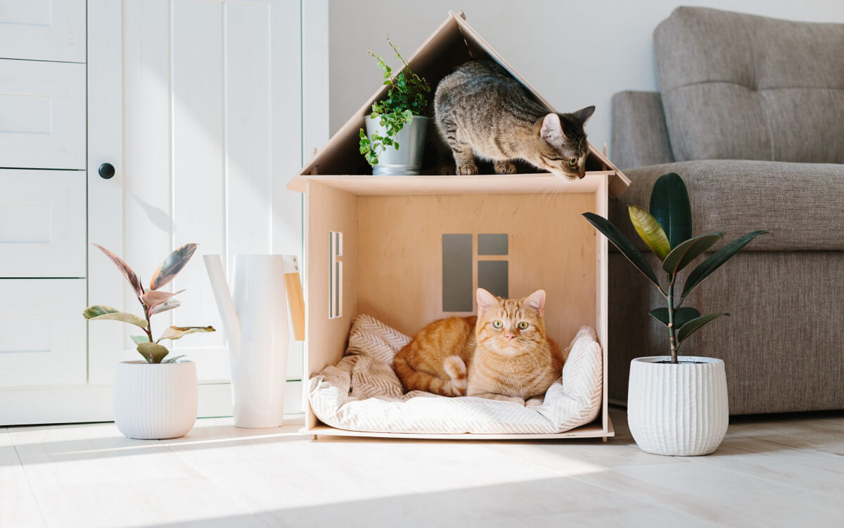 kedi-sahiplenme kedi-sahiplenme